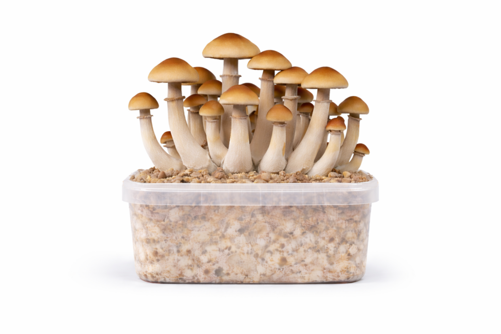 Ecuadorian All in One Growkit