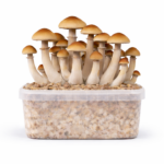 Ecuadorian All in One Growkit