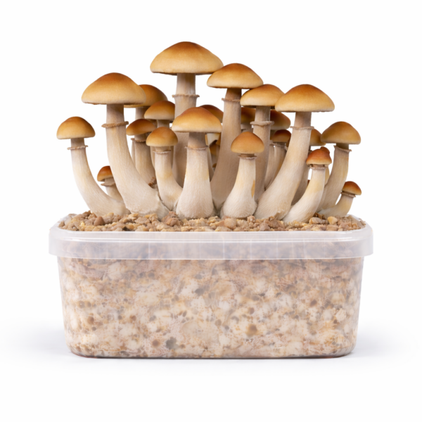 Ecuadorian All in One Growkit