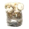 jack frost mushroom grow kit