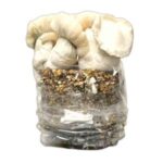 jack frost mushroom grow kit