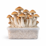 Golden Teacher All in One Growkit