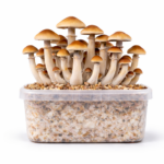 Thai All in One Growkit