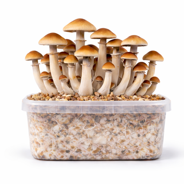 Thai All in One Growkit