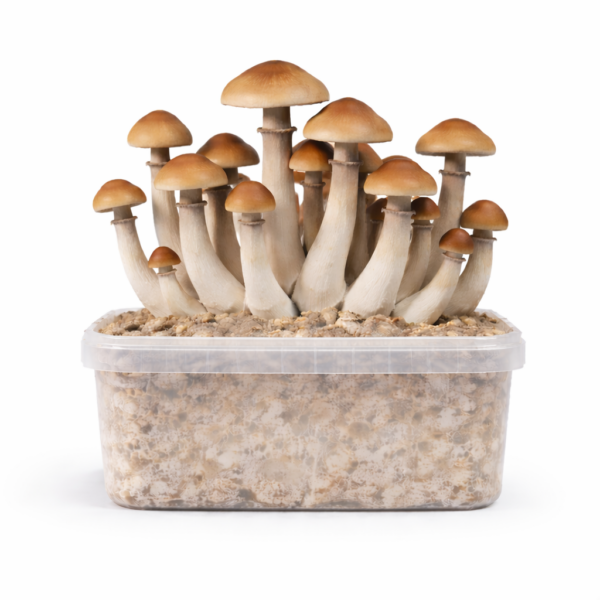 B+ All in One Growkit