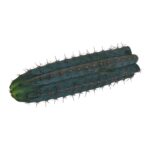 San Pedro Cutting Peruvianus (Trichocereus) 25 – 35 cm