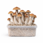 McKennaii All in One Growkit