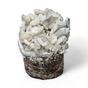 True Albino Teacher mushrooms