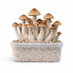 Mazatapec All in One Growkit