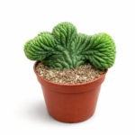 Trichocereus pachanoi - cristata (San Pedro)