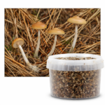 Azurescens Outdoor Growkit