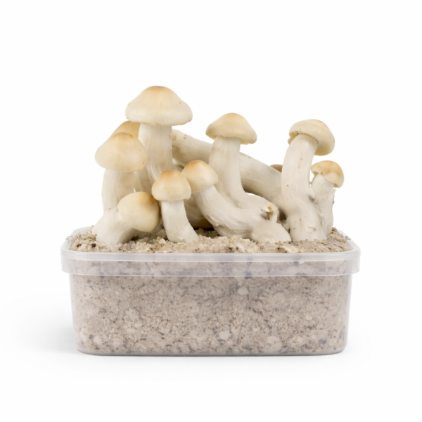 Mondo Yeti Hybrid Growkit