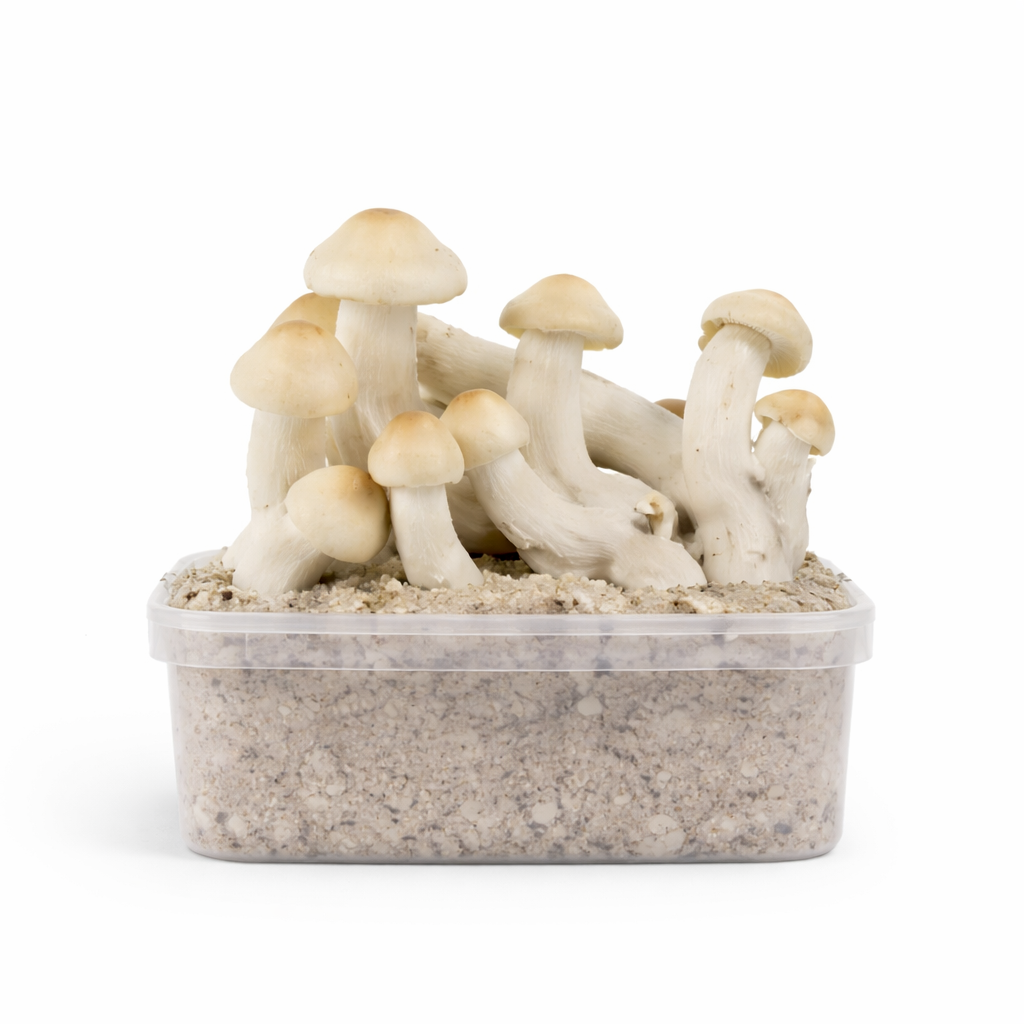 Mondo Yeti Hybrid Growkit