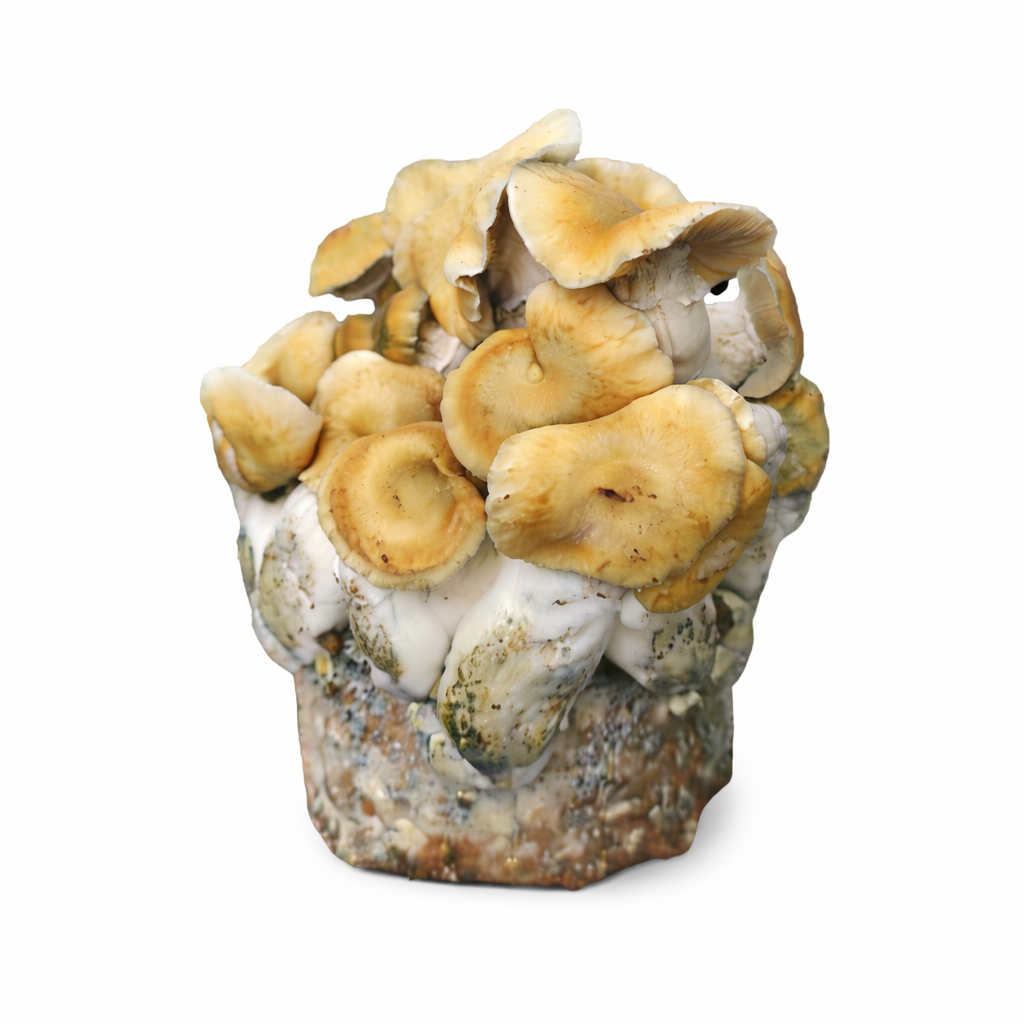 Hillbilly Pumpkin Mushroom Grow Kit