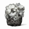 Albino Penis Envy Mushroom