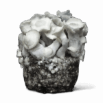 Albino Penis Envy Mushroom