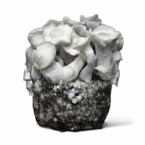 Albino Penis Envy Mushroom