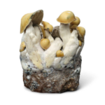 Mac Galactic Mushroom Grow Kit