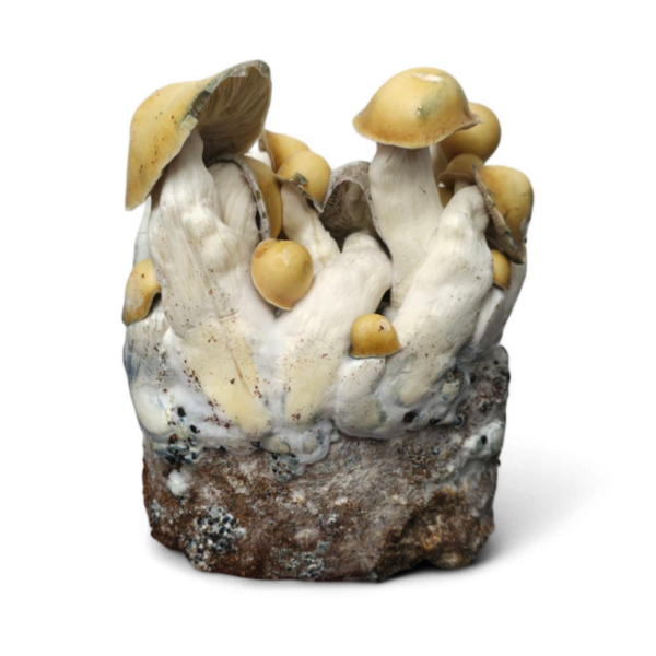 Mac Galactic Mushroom Grow Kit