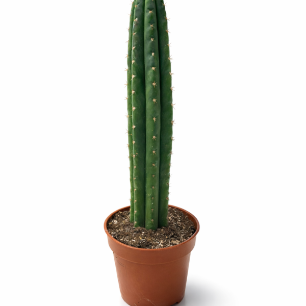 San Pedro