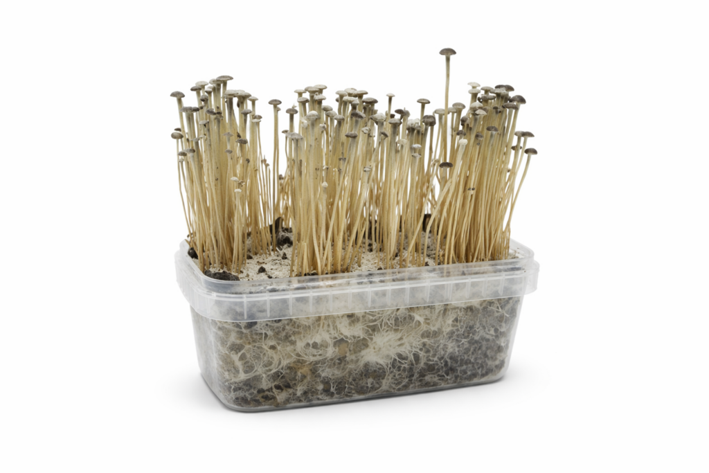 Copelandia Madagascar Mushroom grow kit