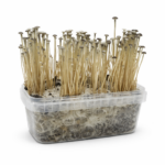 Copelandia Madagascar Mushroom grow kit
