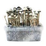 Copelandia Hawaiian Mushroom growkit