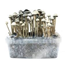 Copelandia Hawaiian Mushroom growkit