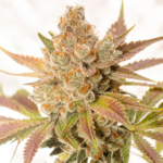 Orange Sherbert Auto (Vision seeds) - 3 Seeds