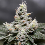 Zkittlez Auto (Vision Seeds) - 3 Seeds