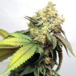 Banana Punch (Vision Seeds) - 3 Seeds