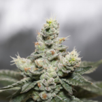Blue Cookies x OG Kush (Vision Seeds) - 3 Seeds