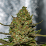 Forbidden Fruit x Spritzer (Vision Seeds) - 3 Seeds