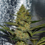Gus Mints (Vision Seeds) - 3 Seeds