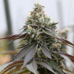 Rainbow Sherbert x Spritzer (Vision Seeds) - 3 Seeds