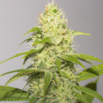 White Runtz (Vision Seeds) - 3 Seeds