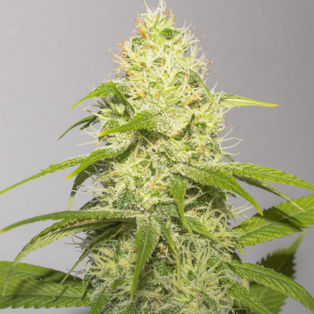 STRAINS-WHITE-RUNTZ-640-1 White Runtz (Vision Seeds) - 3 Seeds - Image 1